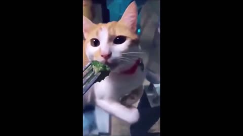Try Not to Laugh - Funny Animal Videos