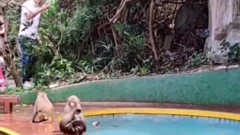 Video Of Monkeys Having Fun By Jumping Into Pool Leaves Internet In Splits