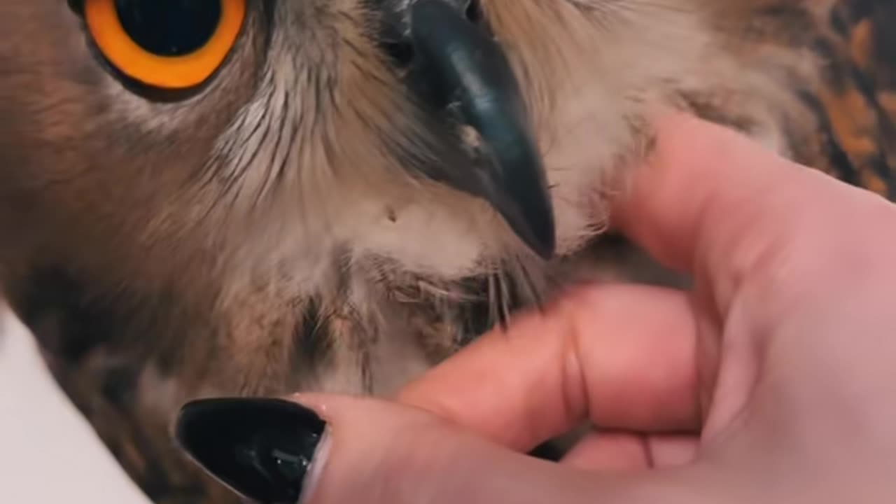 owl 🦉
