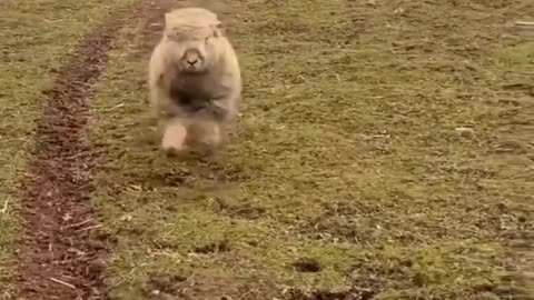 Happy Sheep