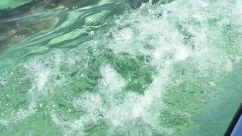 Shark Unlocks True Attack Mode On Jet Ski Couple