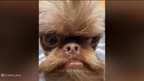Funny animal video|cats and dogs