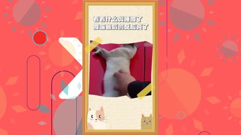 Collect funny animals-5