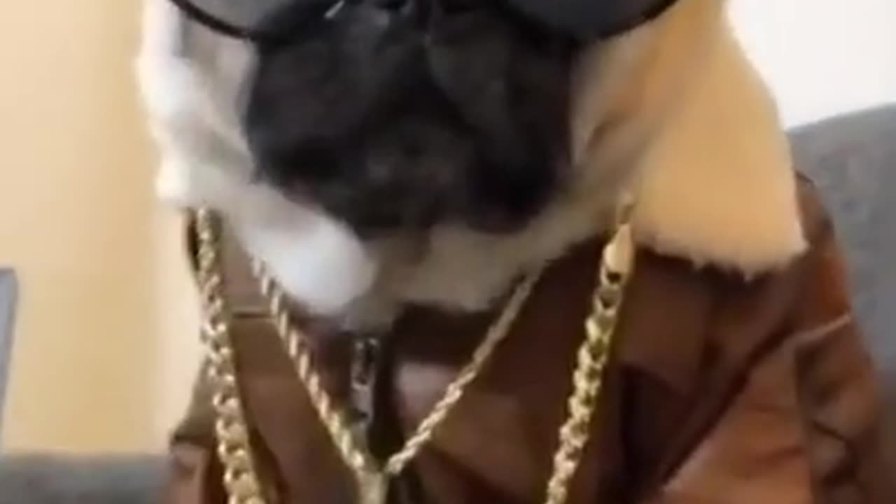 Cute and Adorable Pug Video Compilation🐕🐶