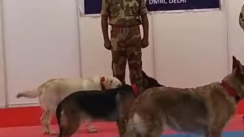 Dog training videos