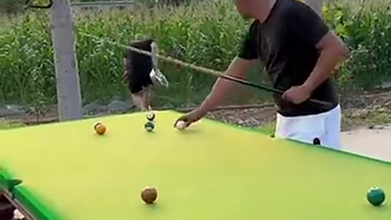 Funny Animal vedio