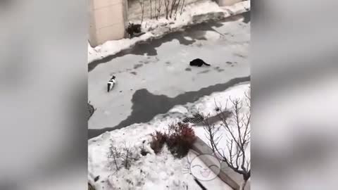 _FUNNIEST_and_CUTEST_CAT_vIDEOS_2021___Lovely
