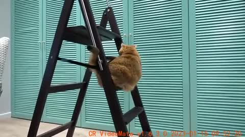New Stepladder