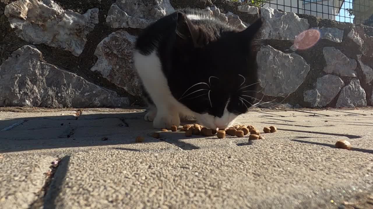 Cute tuxedo cat is meowing and purring loudly for affection