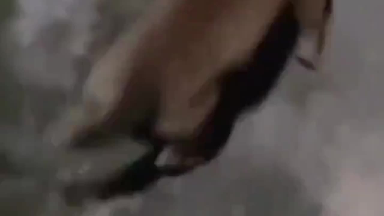 演技の上手い犬。