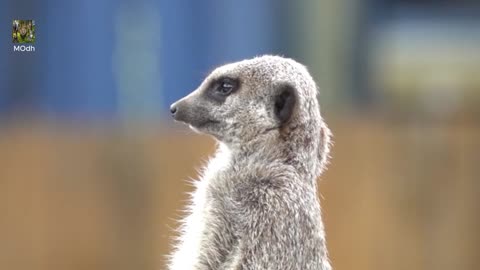 World of Animals