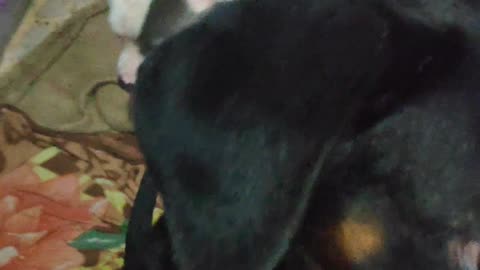 4 Aggressive dogs under One roof😱😡😈