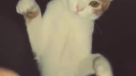 CAT FUNNY fight