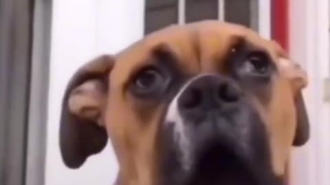 Funny dog clips