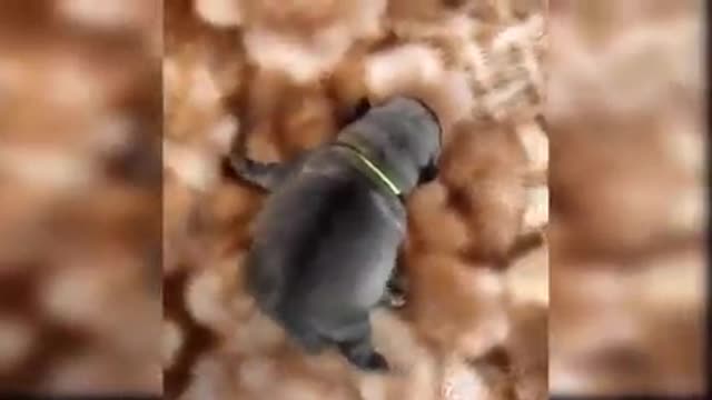 Dog funny video