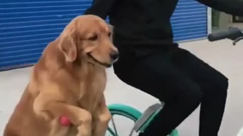 Very cute and funny dog video