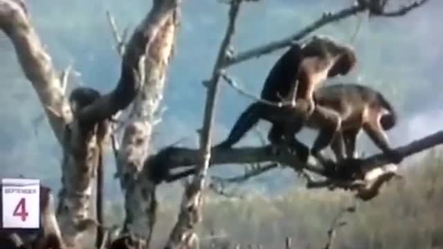 The monkey is in the tree.
