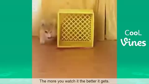 Cute Animals