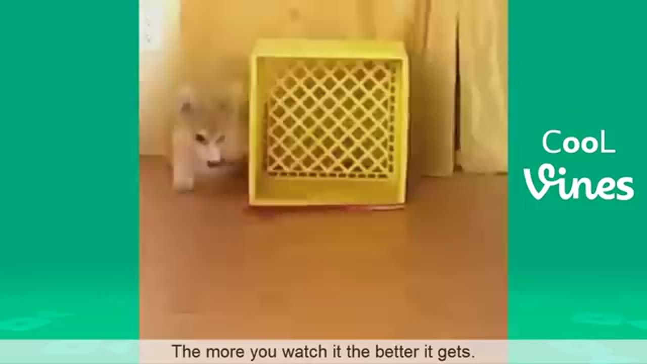 Cute Animals