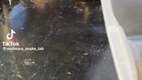 snake