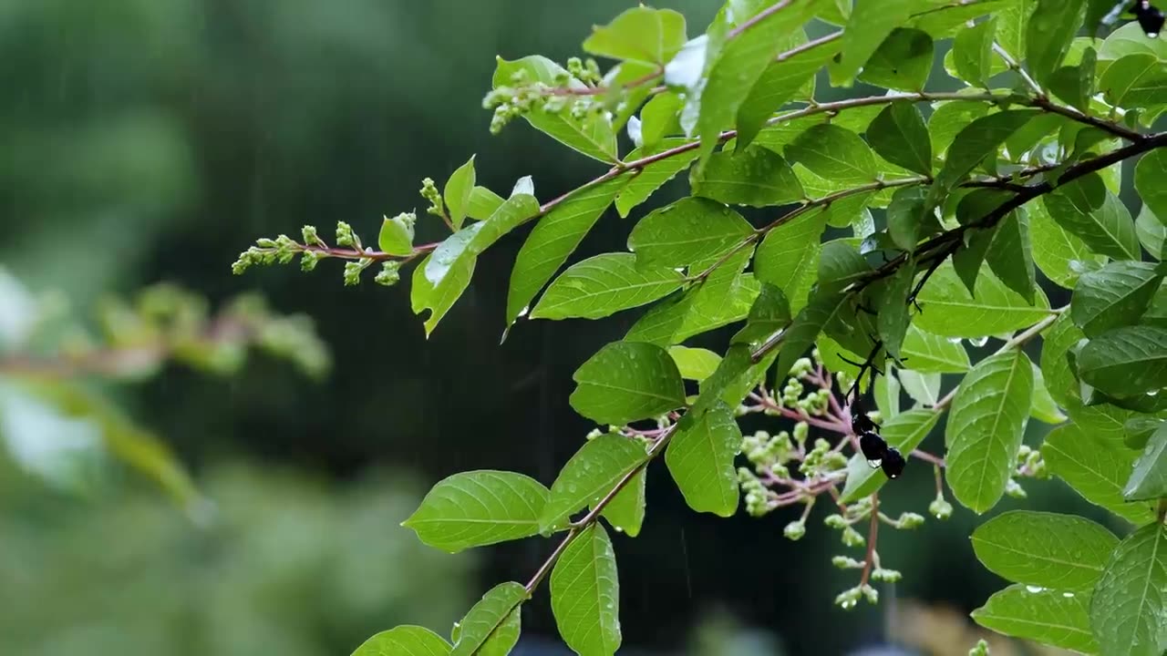Nature satisfaction || nature sound ||