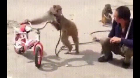 FUNNY MONKIES
