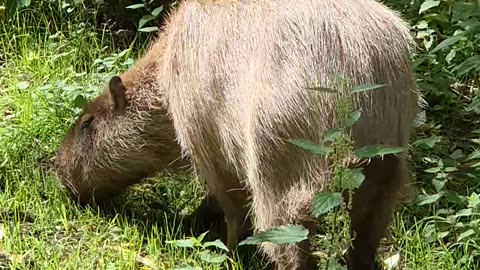 Cute animals