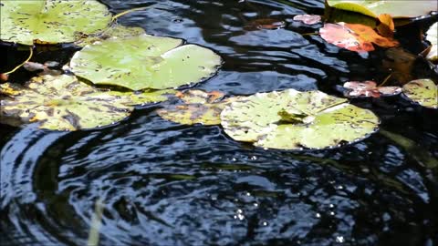 Frogs Hop Lily Pad Animal Nature Amphibian Pond