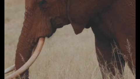 4k amazing amazon forest | animal video elephant