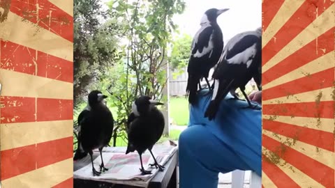 Bird Comedy Hour: Funniest Feathered Fails & Playful Antics!