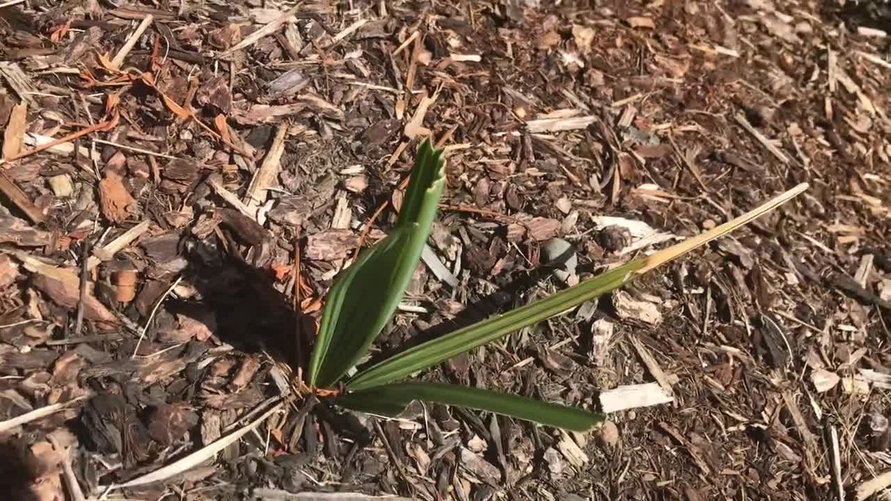 Rabbit eaten Sabal minor update
