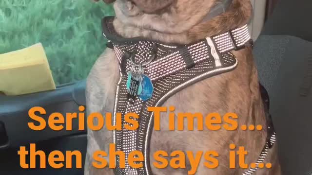 Recon being seriously silly #dog #shorts #funnyvideo