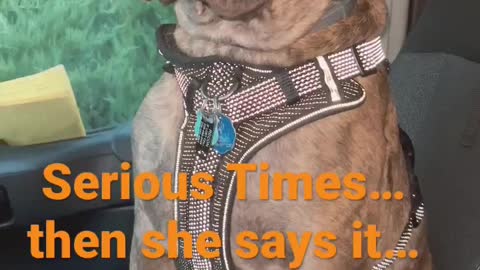Recon being seriously silly #dog #shorts #funnyvideo