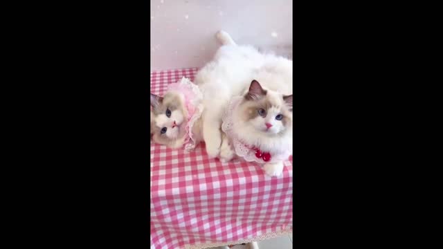 Best funny cat videos