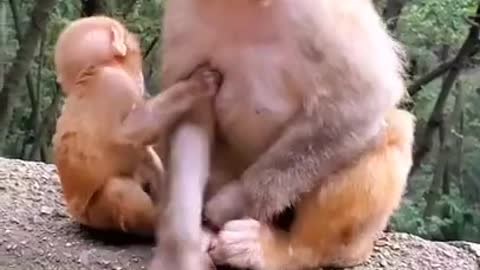 Baby monkey and Monkey