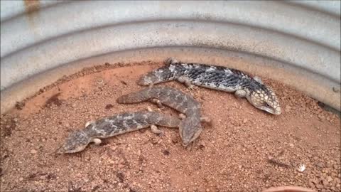 Shingleback Lizard