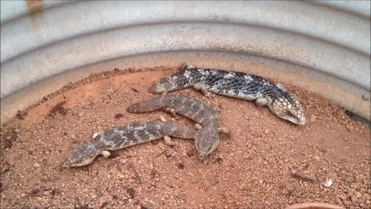 Shingleback Lizard