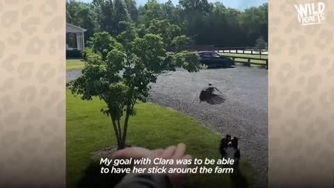 Wild Bird Visits The Woman That Rescued Her Every Single Morning | The Dodo Wild Hearts