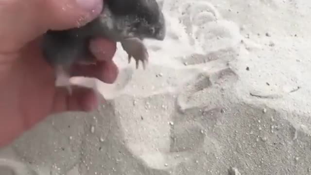 Who remembers the cartoon about the mole?