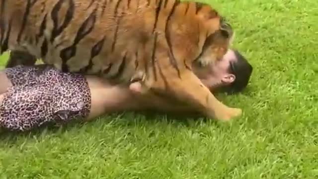 PLAYING WITH TIGERS!