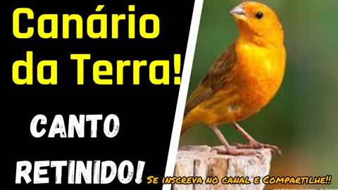 Wonderful singing Bird!!