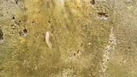 Fish video Never give up in your life