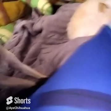 felices por los cuatro