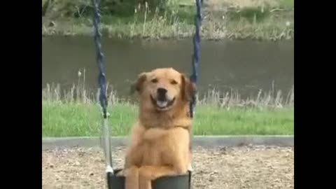 Gif video of a dog playing on the scale with my owner