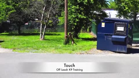 Average Afternoon at Off Leash K9 Training! Malinois and a Black Lab
