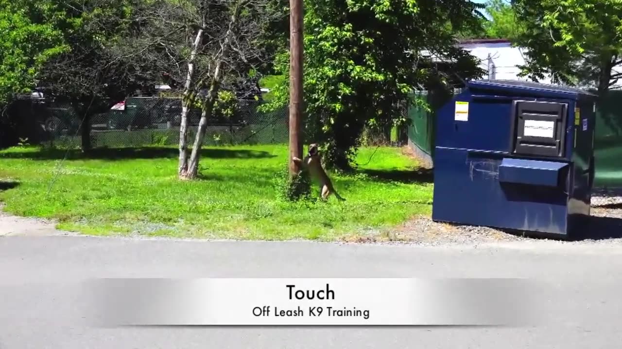 Average Afternoon at Off Leash K9 Training! Malinois and a Black Lab