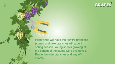 Grapes