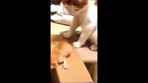 funniest animals moments caught on camera?