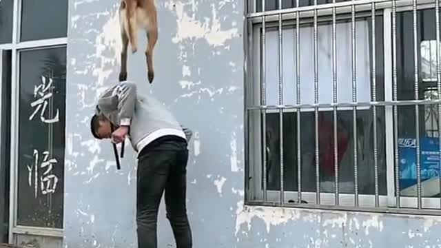 Former Police Dog can still Fly 🕊️