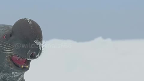 Wildlife with a natural perspective & funs.